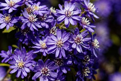 Close-up of purple flowering plants