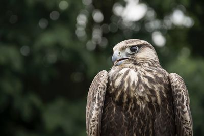 Close-up of eagle