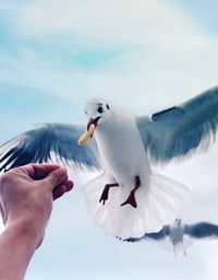 Low angle view of seagull flying against sky