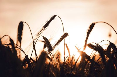 Close-up of plants on field at sunset