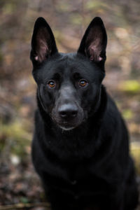 Portrait of black dog on field