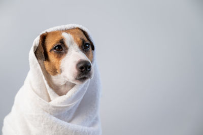 Portrait of dog looking away