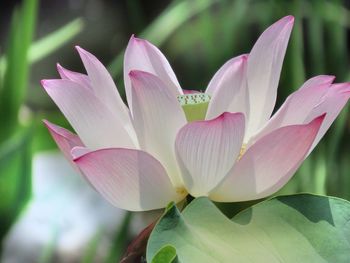 Close-up of pink water lily