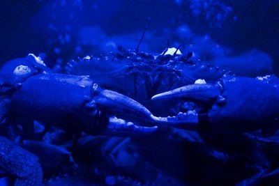 Close-up of fish swimming in water
