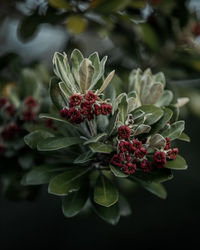 Close-up of red berries on plant