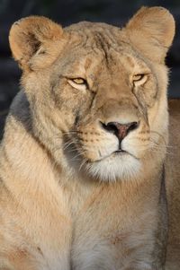 Close-up portrait of a lion