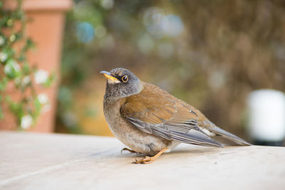 Close-up of a bird