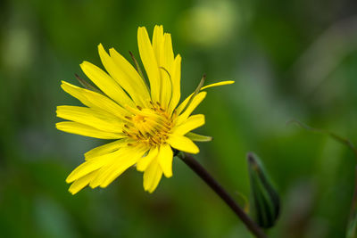 Close-up of yellow flowering plant