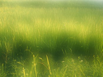 Close-up of green grass on field