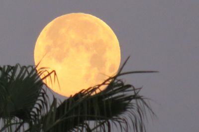 Close-up of orange plant against sky at sunset
