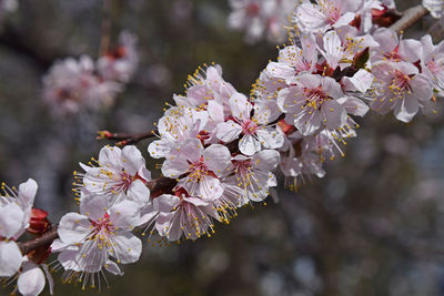 Close-up of apple blossoms in spring