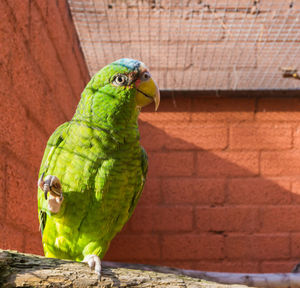 Close-up of parrot perching on wall