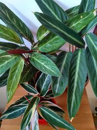 High angle view of leaves growing on plant