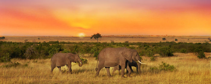 View of elephant on field during sunset
