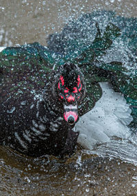 Close-up of a bird in water