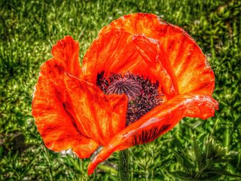 Close-up of red poppy flower