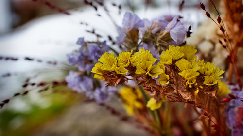 Close-up of yellow flowering plant