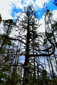 Low angle view of bare tree against sky