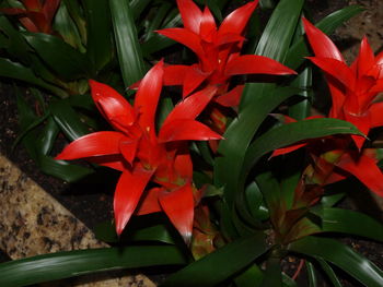 High angle view of red flowers