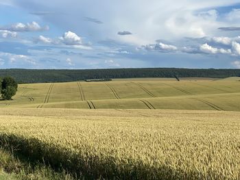 Scenic view of agricultural field against sky