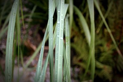 Close-up of raindrops on grass