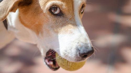 Close-up of dog