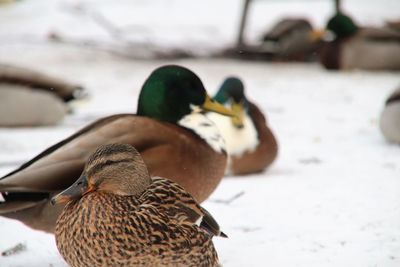 Close-up of mallard duck