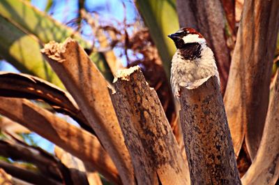 Close-up of sparrow on branch at huntington beach state park