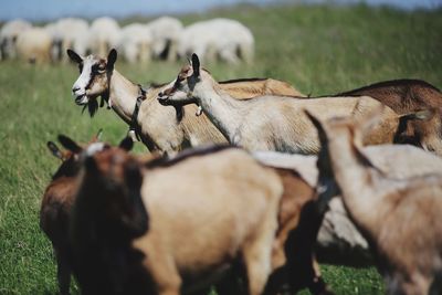 Cows on field