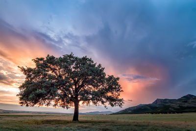 Tree on field against sky during sunset