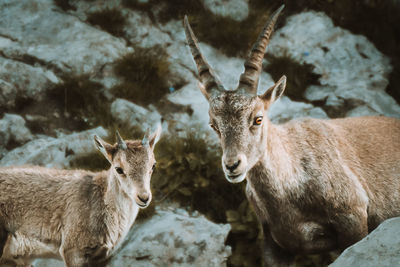 Portrait of deer