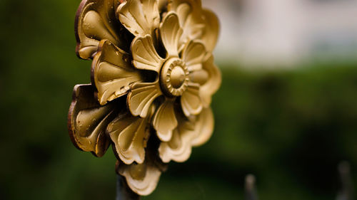 Close-up of flowering plant