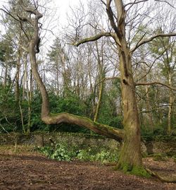 Trees in forest