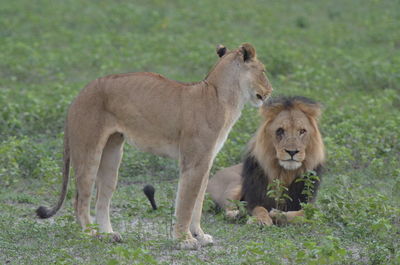 View of two cats on ground