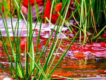 Close-up of plants in water