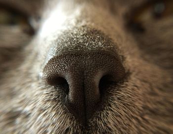 Close-up of animal eye
