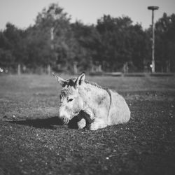 Donkey relaxing on grassy field