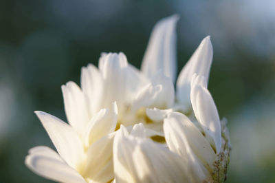 Close-up of water lily blooming outdoors