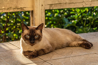 Close-up of cat sitting on floor