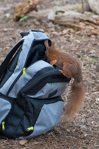 Cheeky red squirrel nosing into a backpack