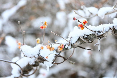 Close-up of frozen berries on tree during winter
