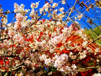 Low angle view of pink flowers blooming on tree