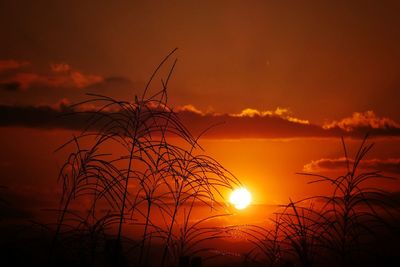 Silhouette of bare trees at sunset