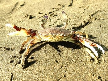 Close-up of crab on sand