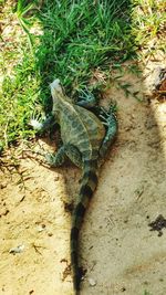 High angle view of lizard on field