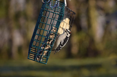 Close-up of bird  on feeder