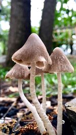 Close-up of mushroom growing on tree trunk