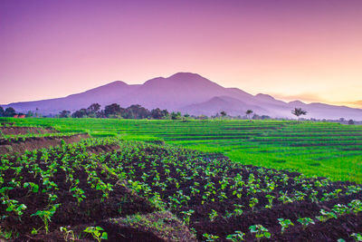 Beauty sunset at paddy fields in north bengkulu, asia