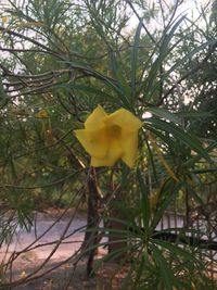 Close-up of yellow flowering plant against trees