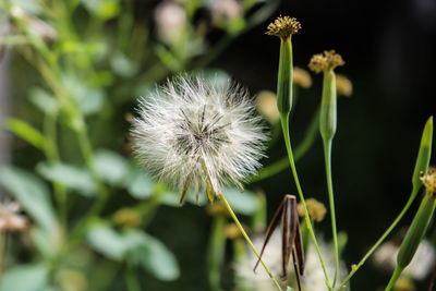 Close-up of dandelion flower